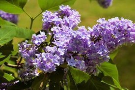 A cluster of vibrant purple lilacs surrounded by lush green leaves. The flowers are in full bloom, exhibiting delicate, small petals with shades of lavender and a hint of blue. The sunlight casts a warm glow, highlighting the intricate details and soft textures of the petals.