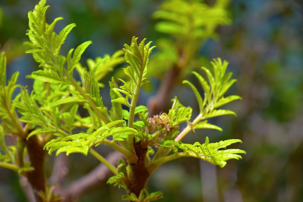 green plant in close up photography