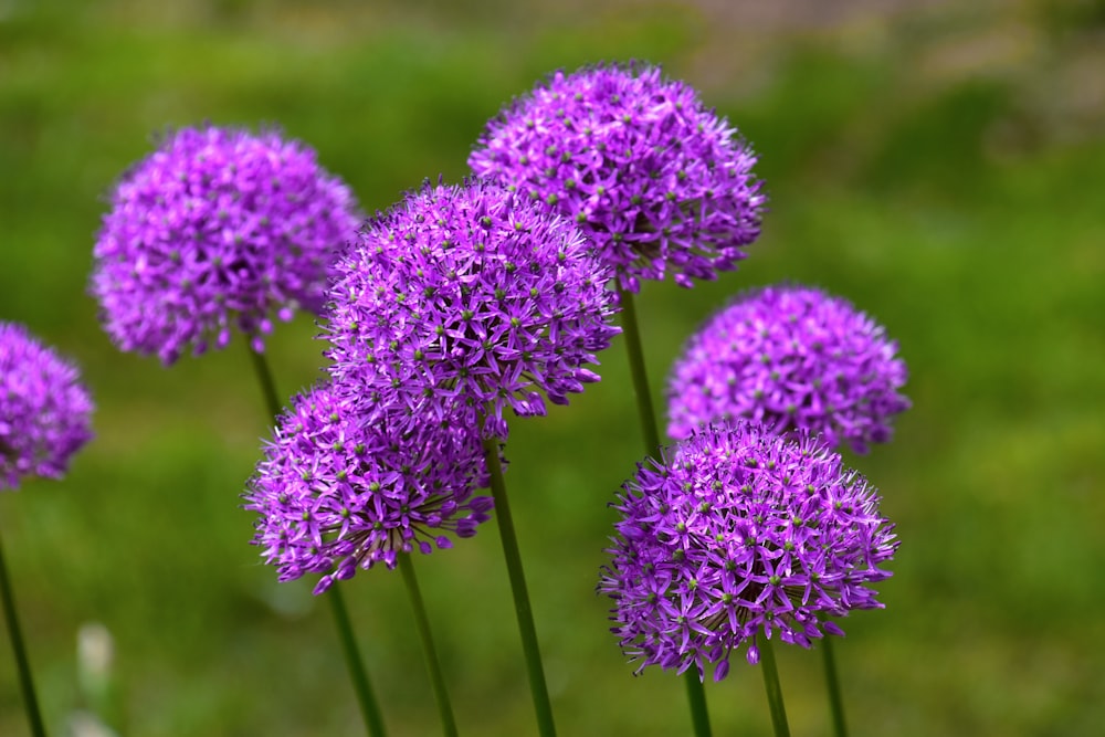 purple flower in macro lens