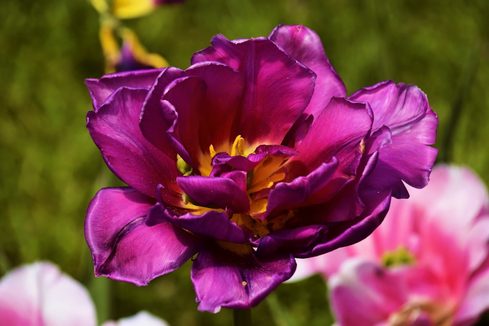 purple flower in macro shot