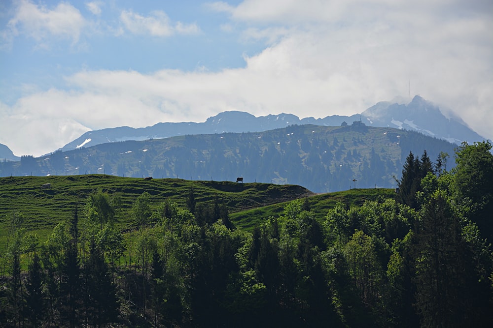 green trees on mountain under white sky during daytime