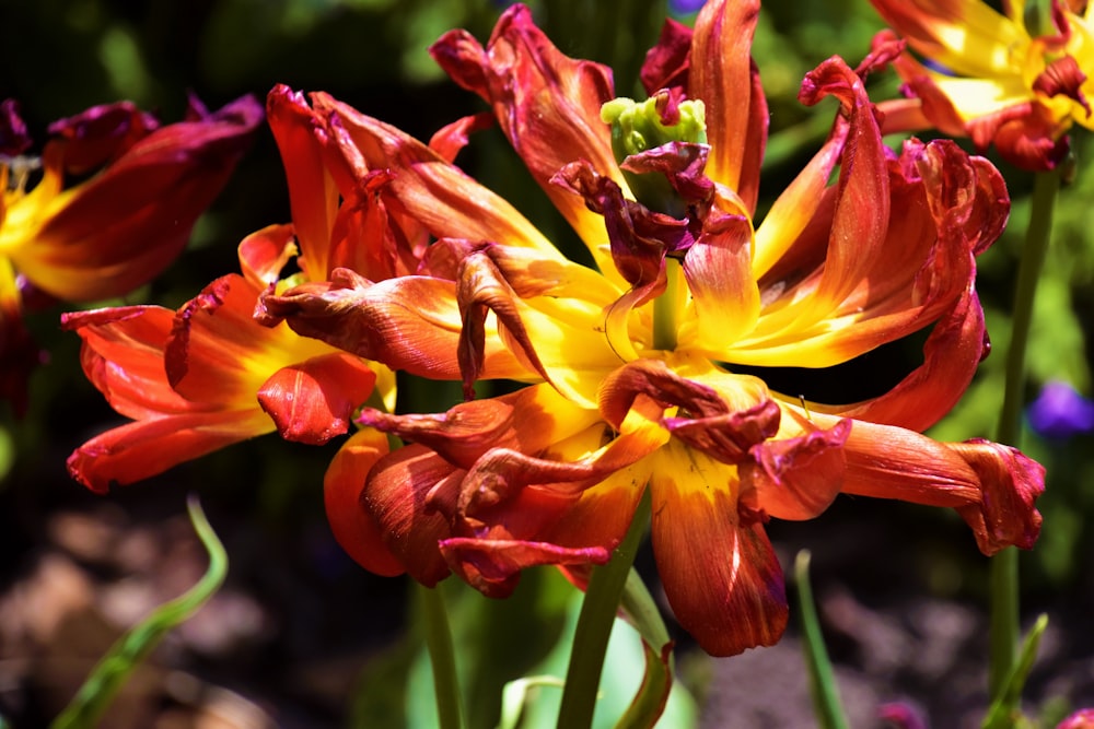 yellow and red flower in close up photography