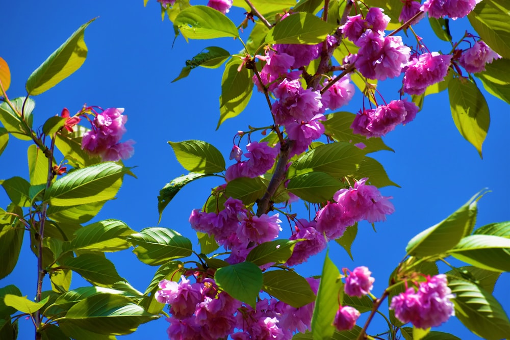 flor rosa y verde bajo el cielo azul durante el día