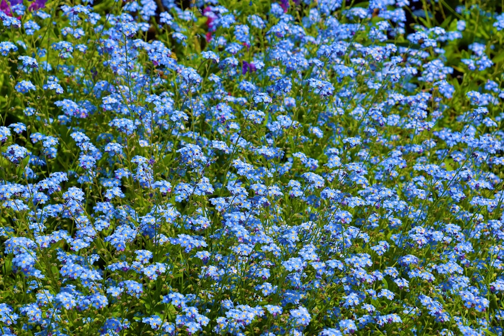 blue and yellow flowers during daytime