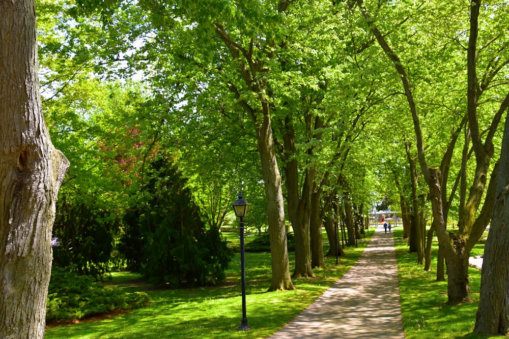 árboles verdes en un campo de hierba verde durante el día