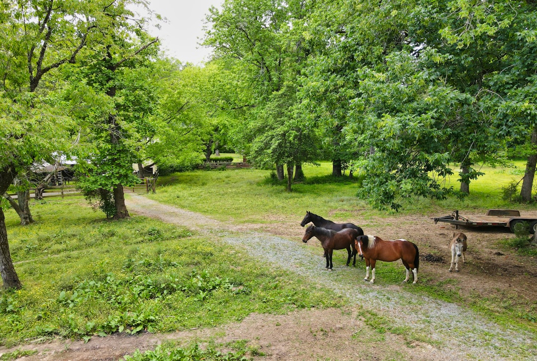 black and brown horses on green grass field during daytime