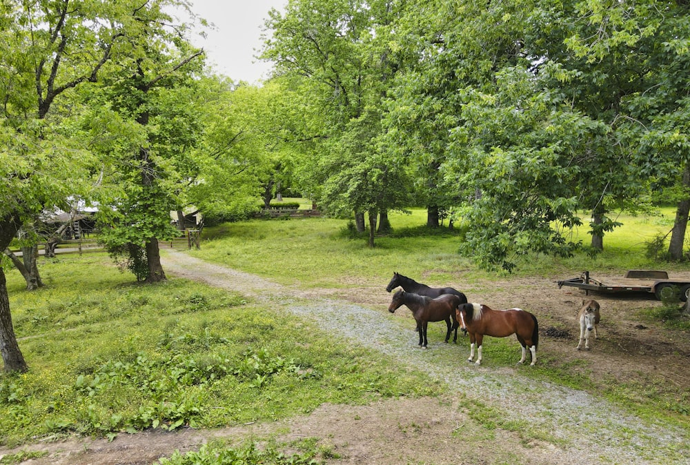 black and brown horses on green grass field during daytime