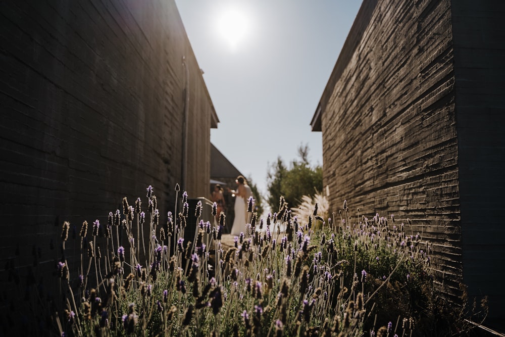 purple flower near brown wooden wall during daytime