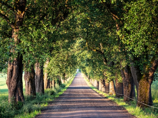 gray concrete road between green trees during daytime in Carinthia Austria