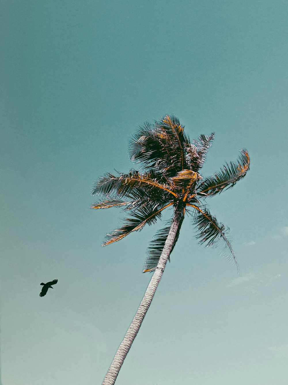 black bird flying over palm tree during daytime