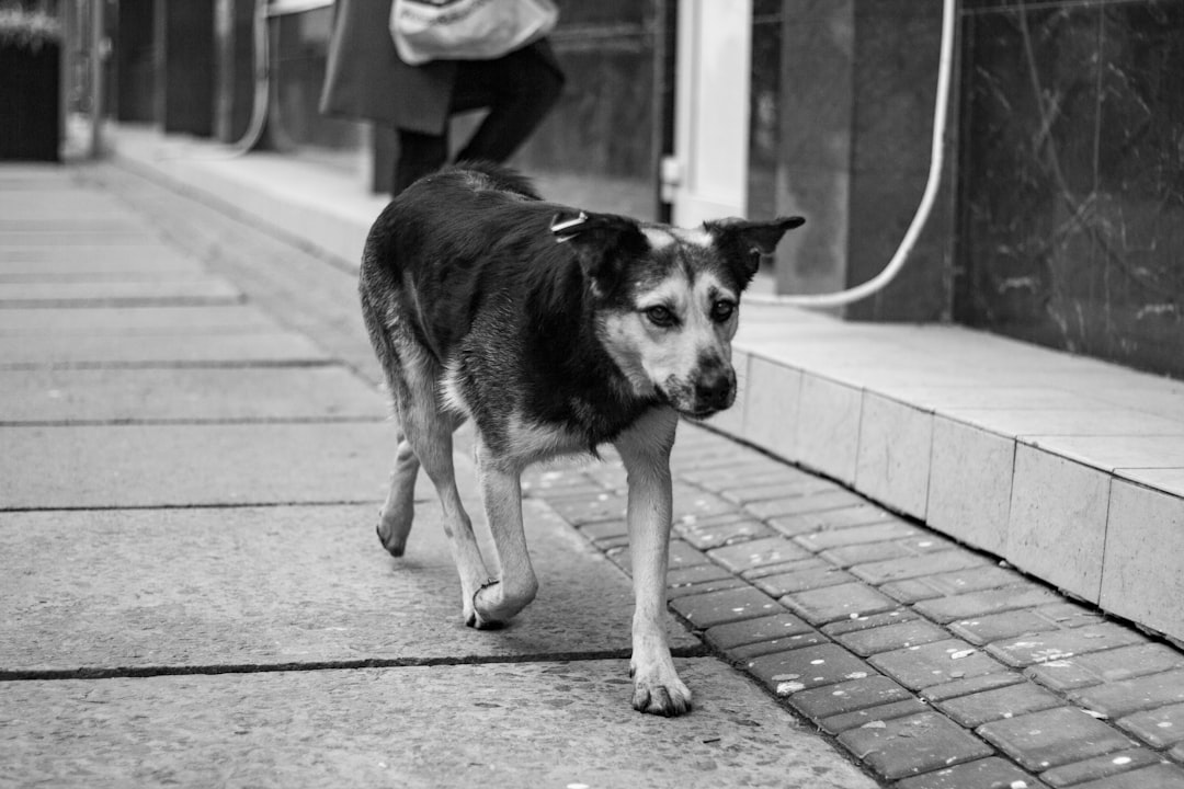 grayscale photo of dog walking on sidewalk