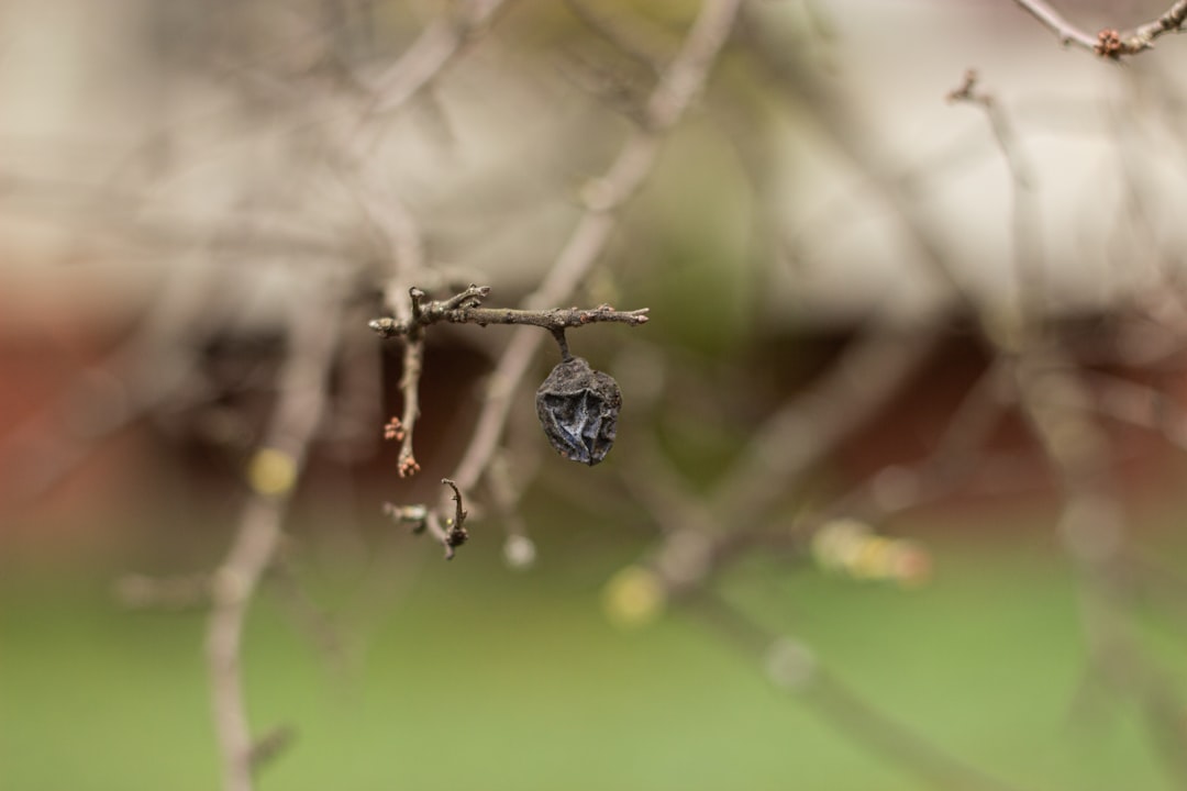 water dew on brown stem in tilt shift lens