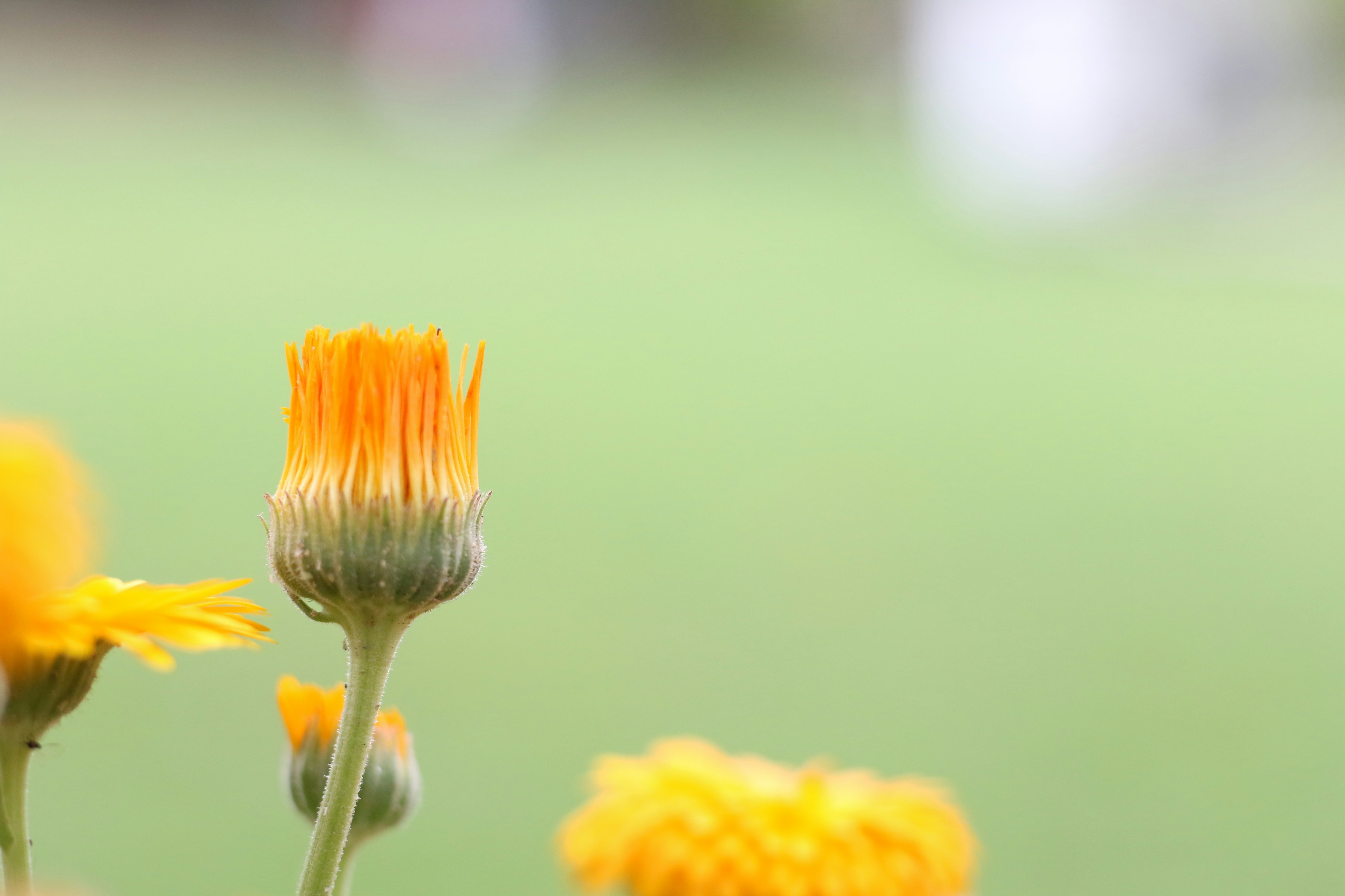 Photo by harpreetkaka