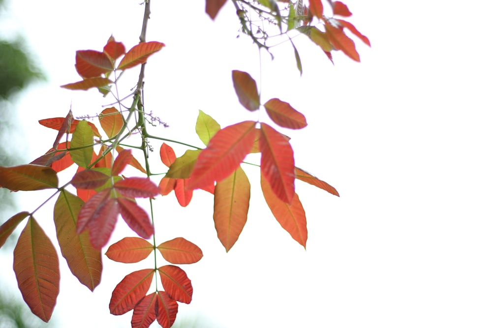 red and green leaves on white background