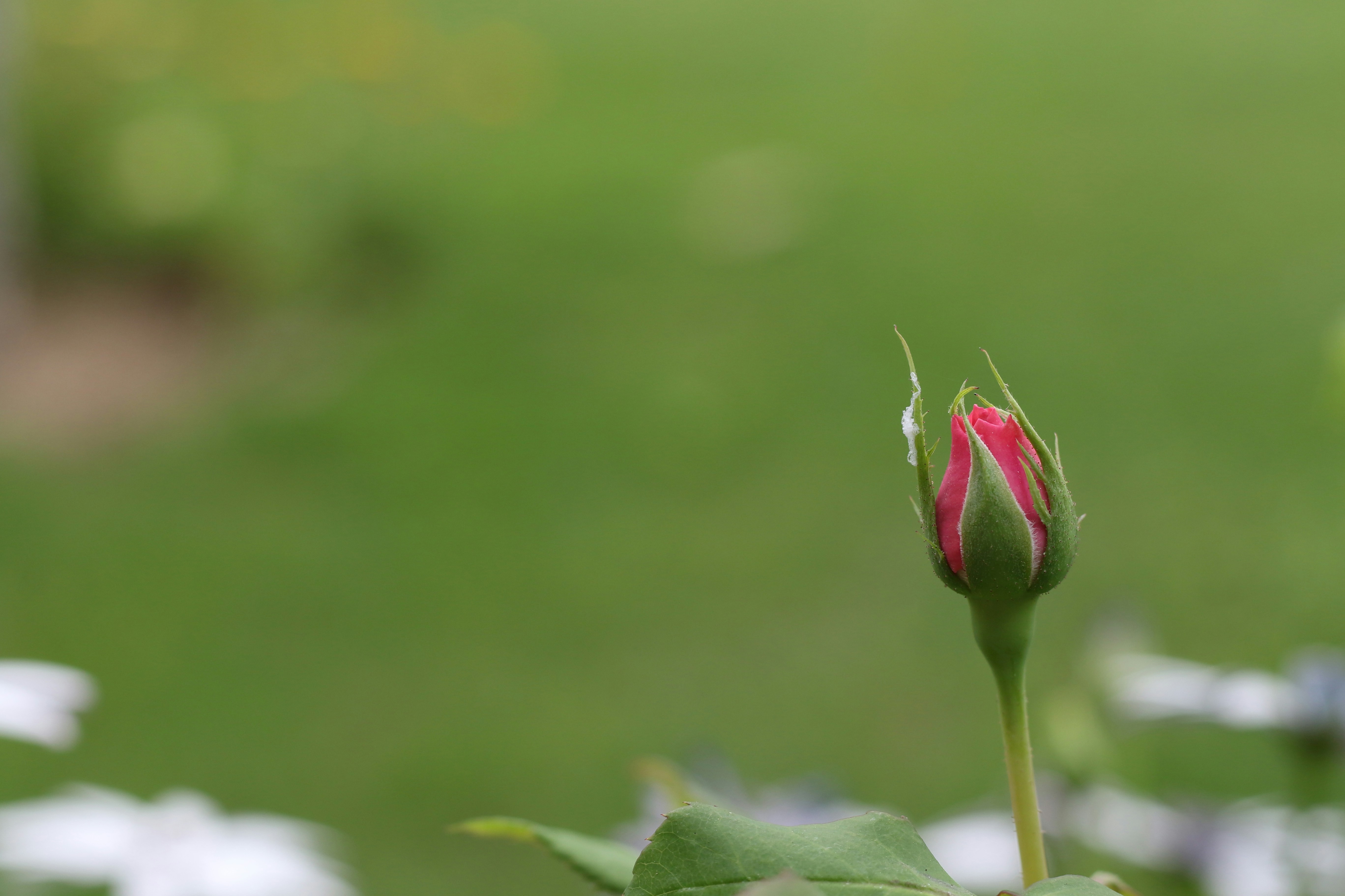 Photo by harpreetkaka