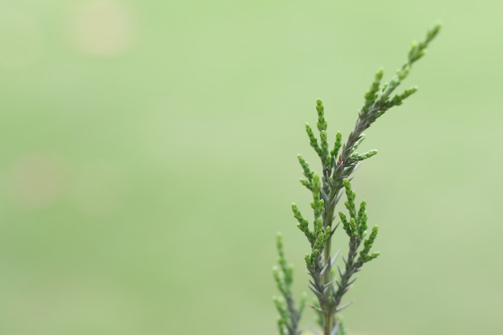 green plant in close up photography