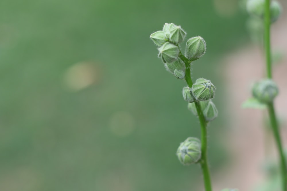 green plant in macro shot
