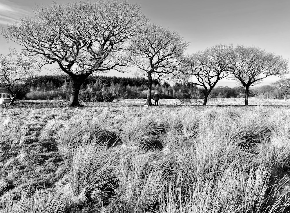 grayscale photo of bare trees