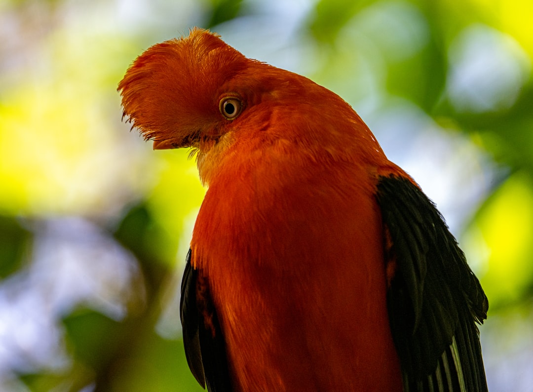 brown and black bird on green leaf