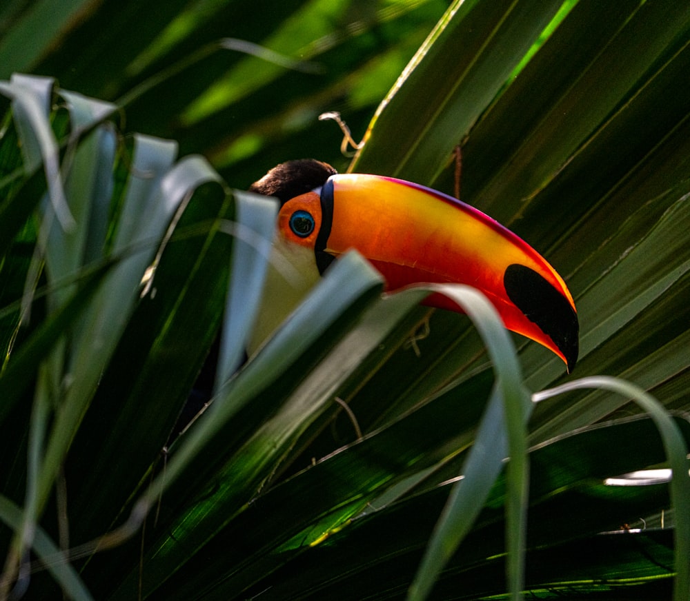 black yellow and red bird on green leaf plant