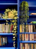blue and white flowers on blue wooden book shelf