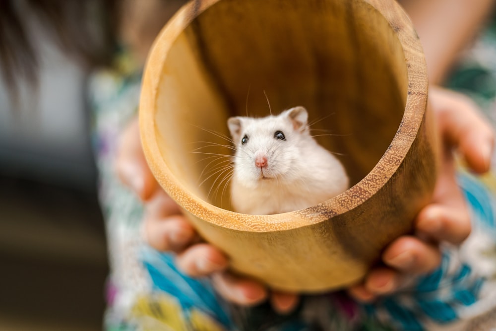 rato branco no balde de madeira marrom