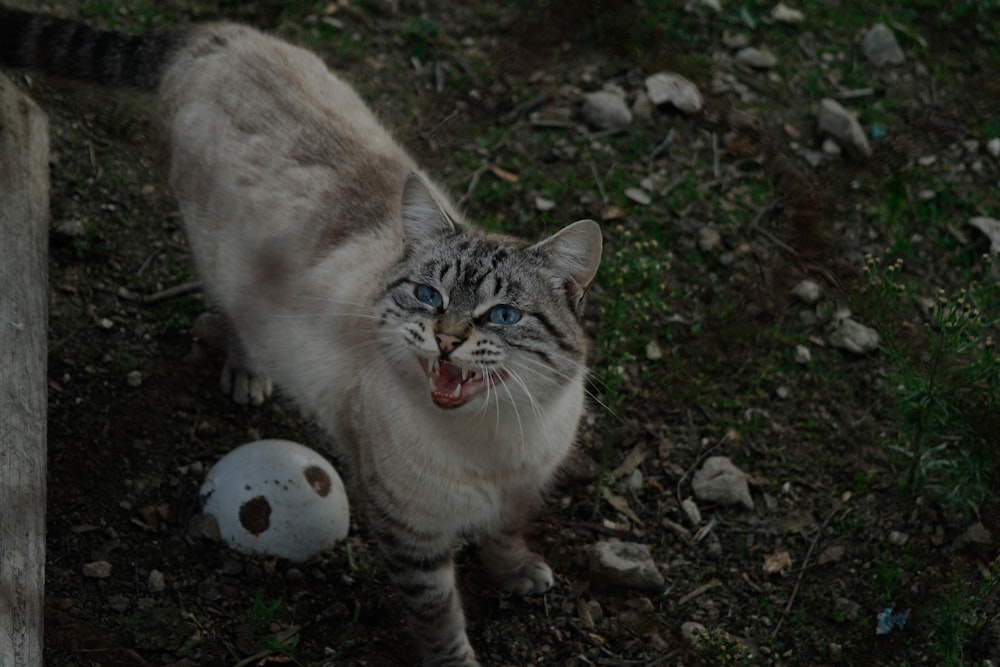 white and brown cat on ground