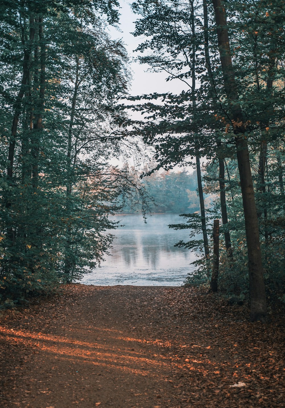 green trees near lake during daytime