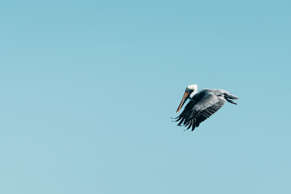 Pélican blanc et noir volant pendant la journée