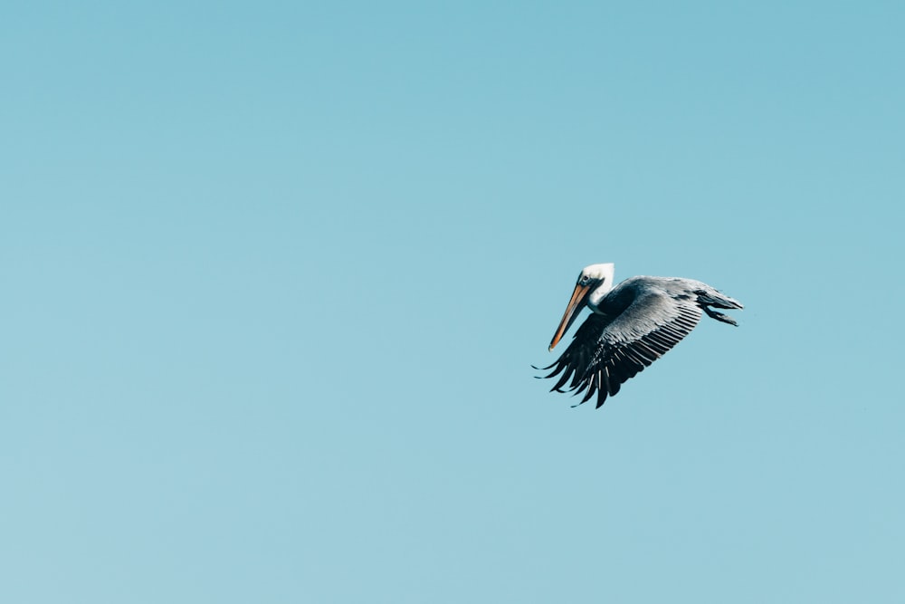 white and black pelican flying during daytime