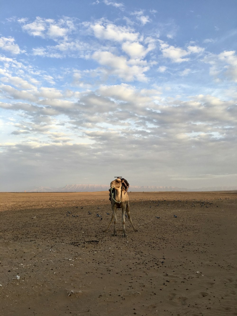 brown camel walking on brown sand under white clouds during daytime