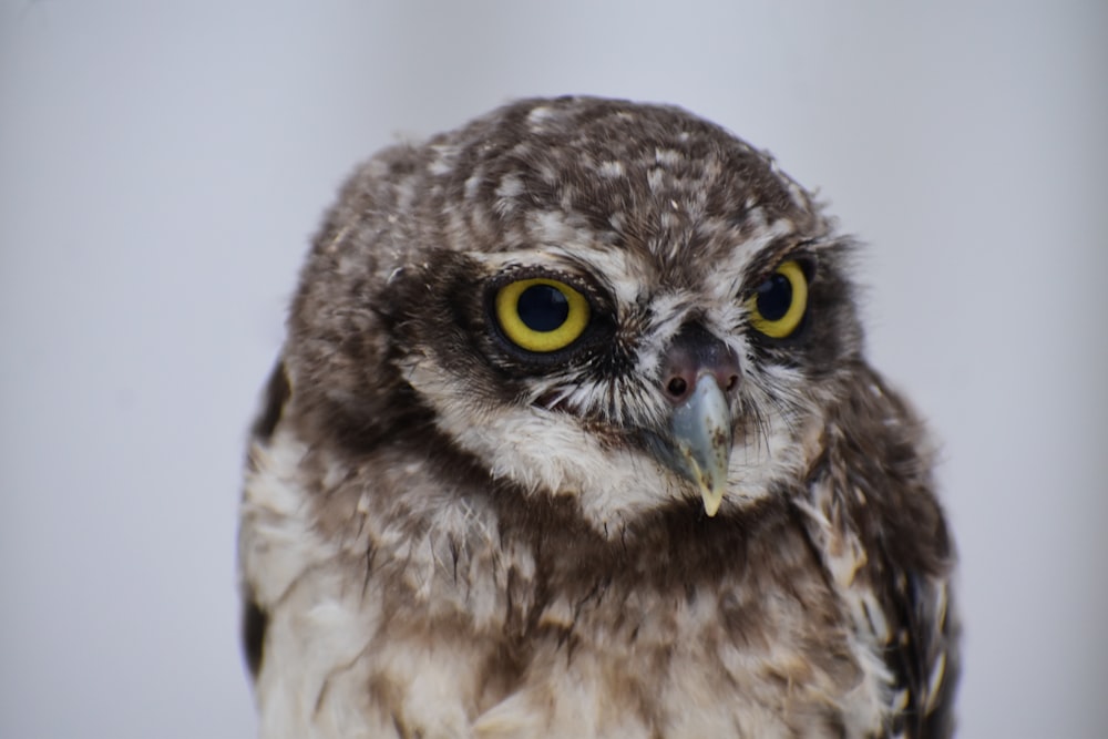 brown and white owl in close up photography