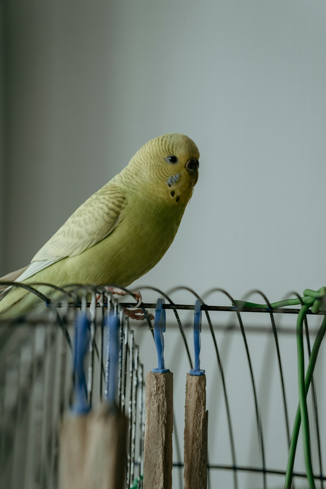 yellow bird on blue metal bird cage