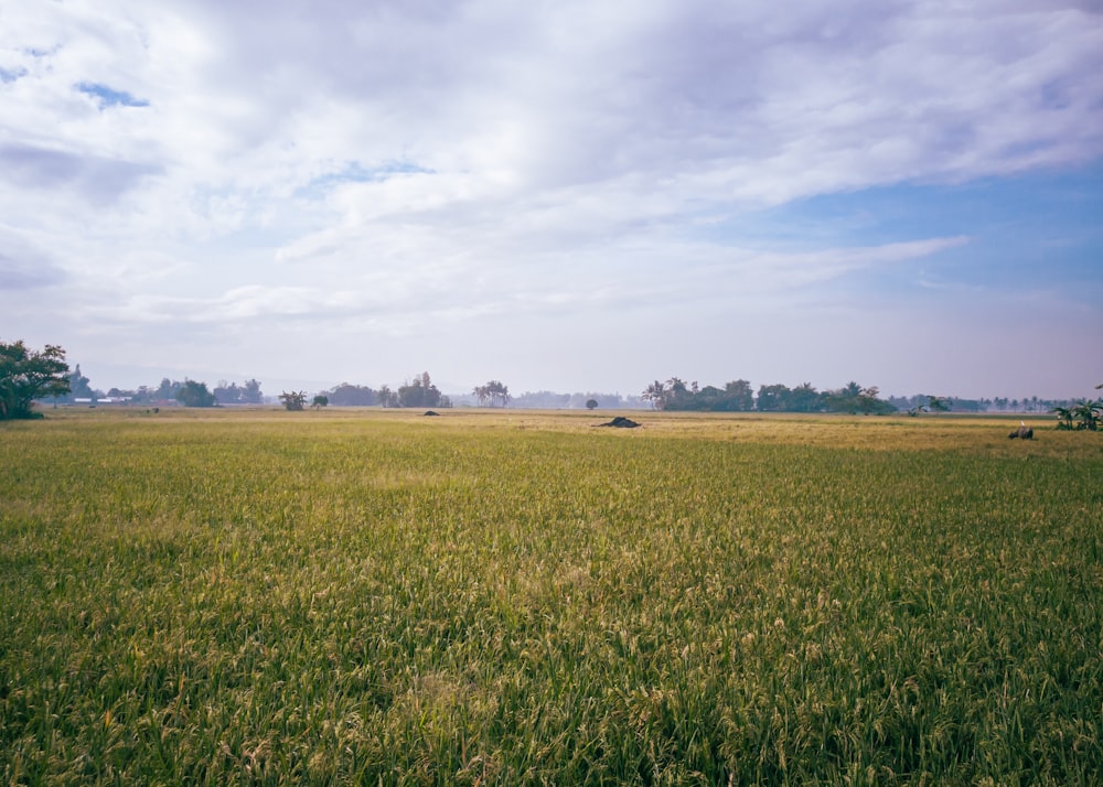 green grass field under blue sky during daytime