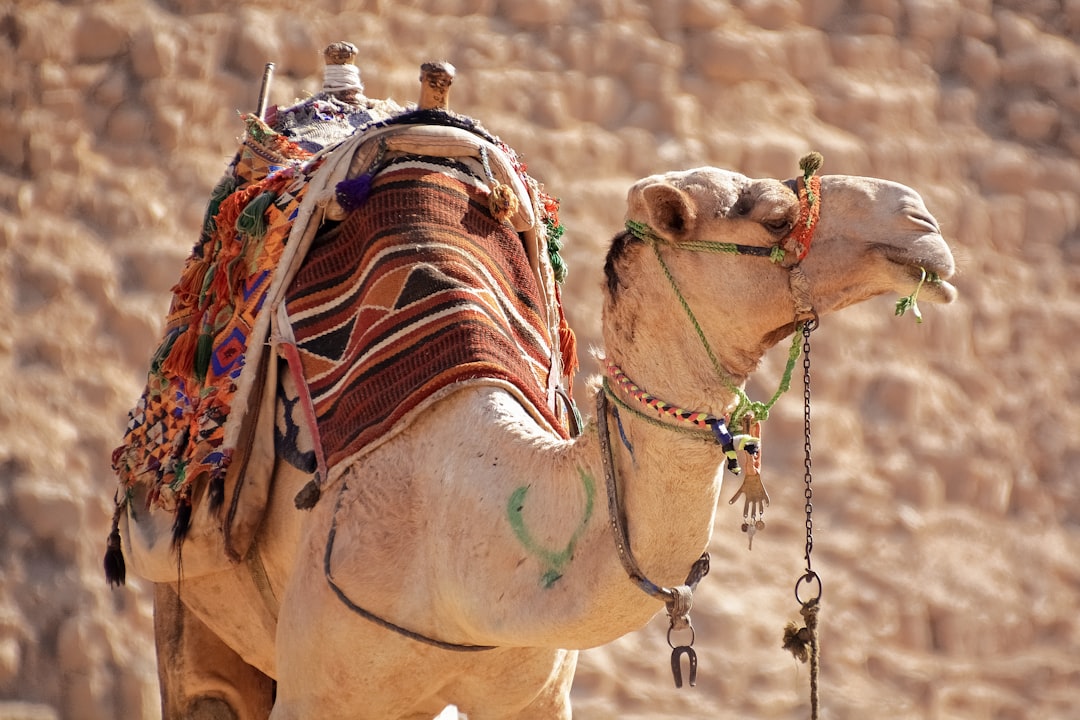 brown camel in close up photography during daytime