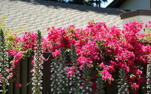red flowers with green leaves