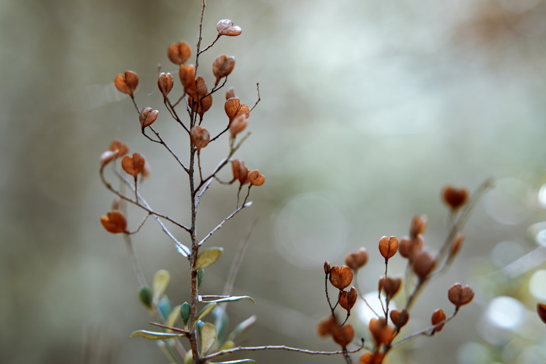 brown and white plant in tilt shift lens