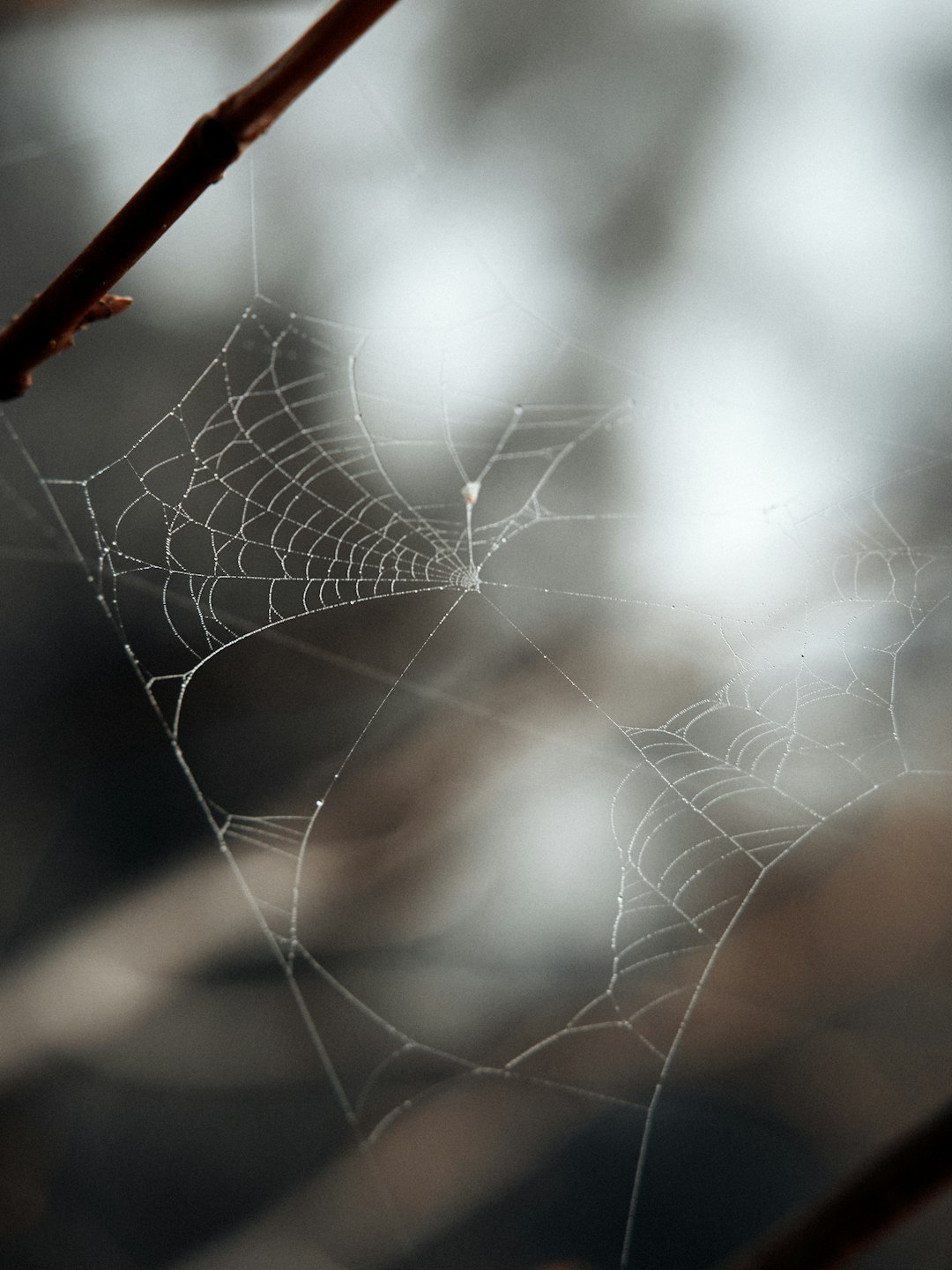 spider web in close up photography