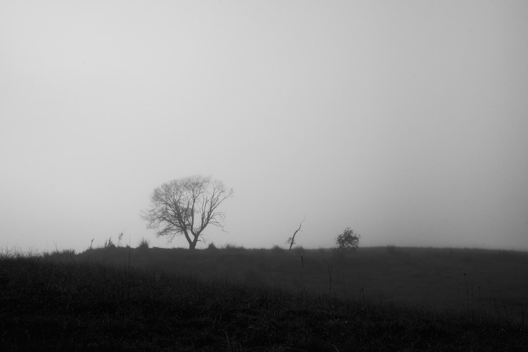 leafless tree on green grass field