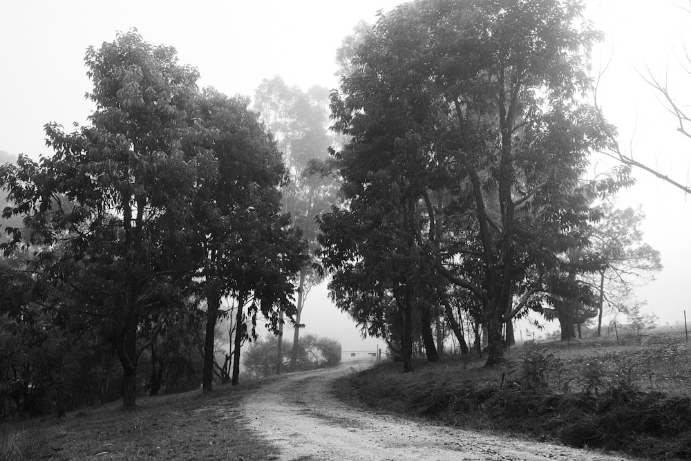 grayscale photo of trees and road