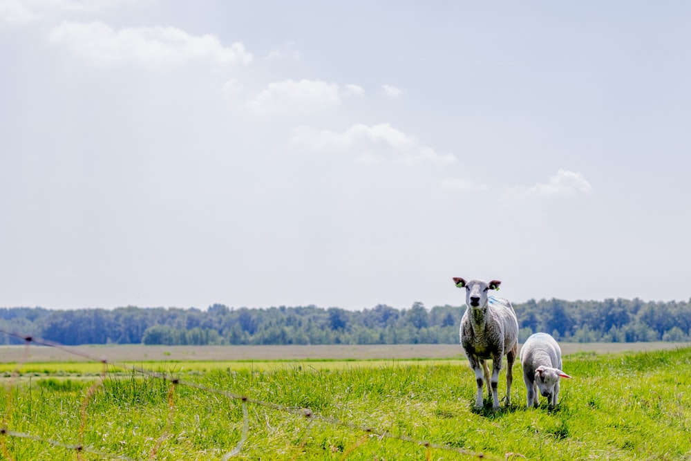 white and black cow on green grass field during daytime