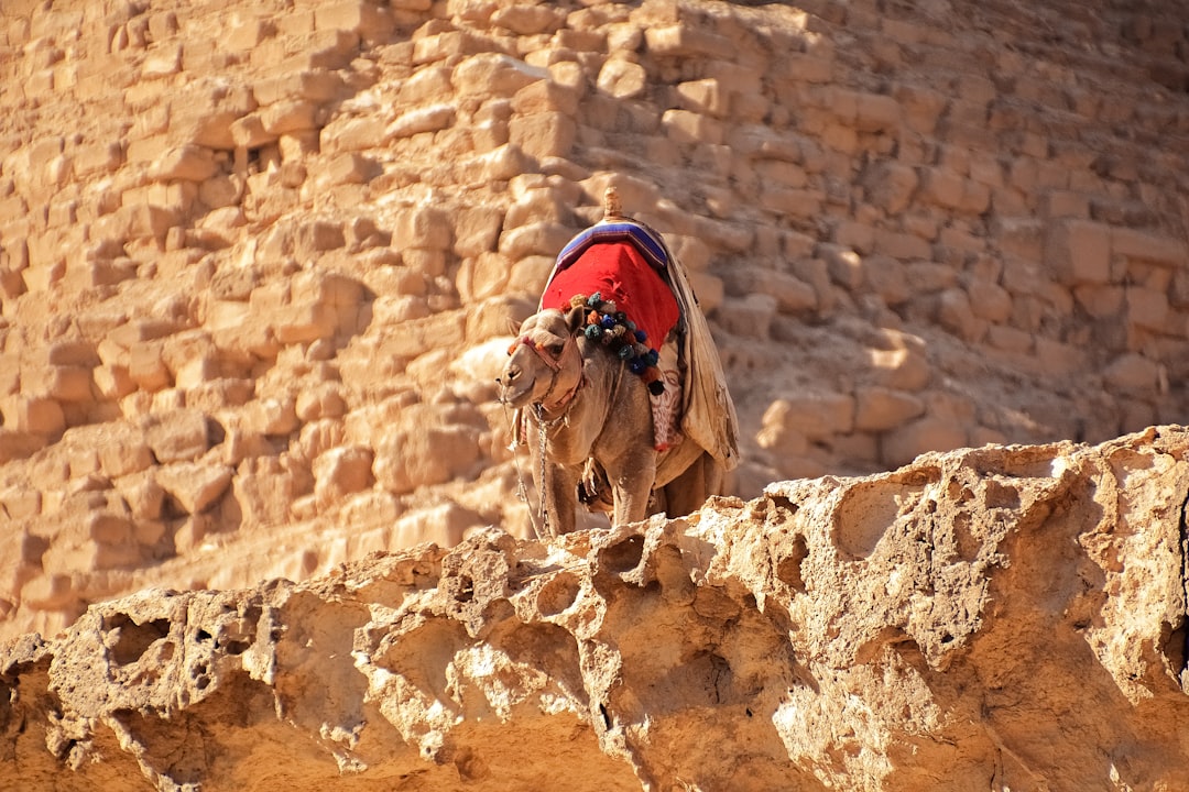 brown short coated dog on brown rock formation during daytime
