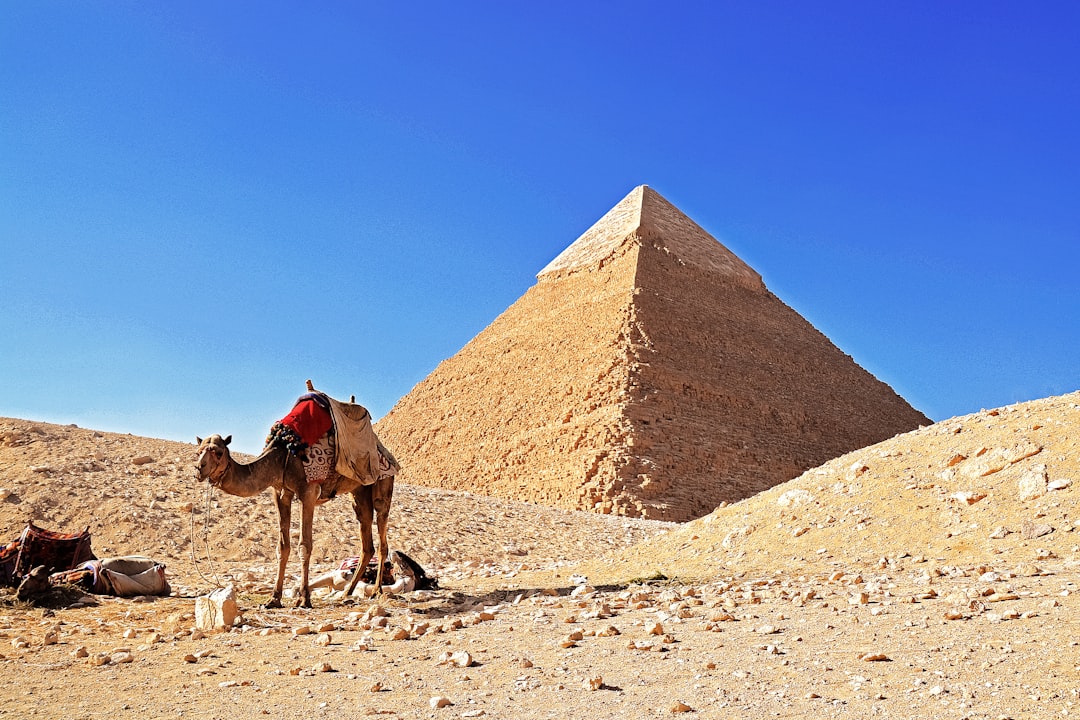 brown camel on brown sand under blue sky during daytime