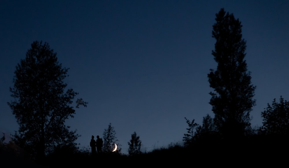 silhouette of people standing on forest during night time