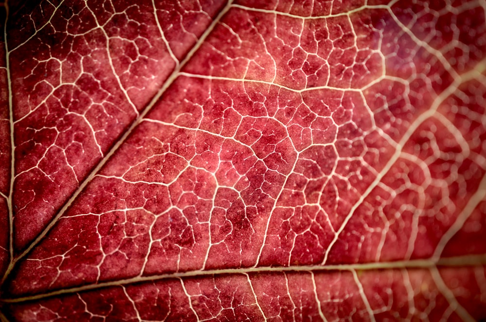 red and white leaf textile