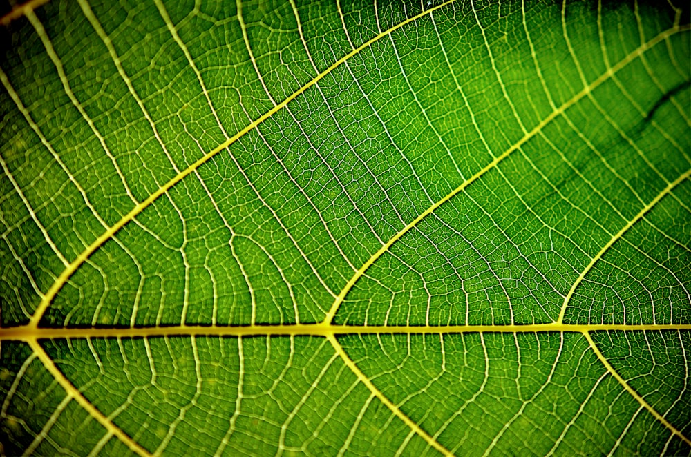 Grünes Blatt in Makrolinse