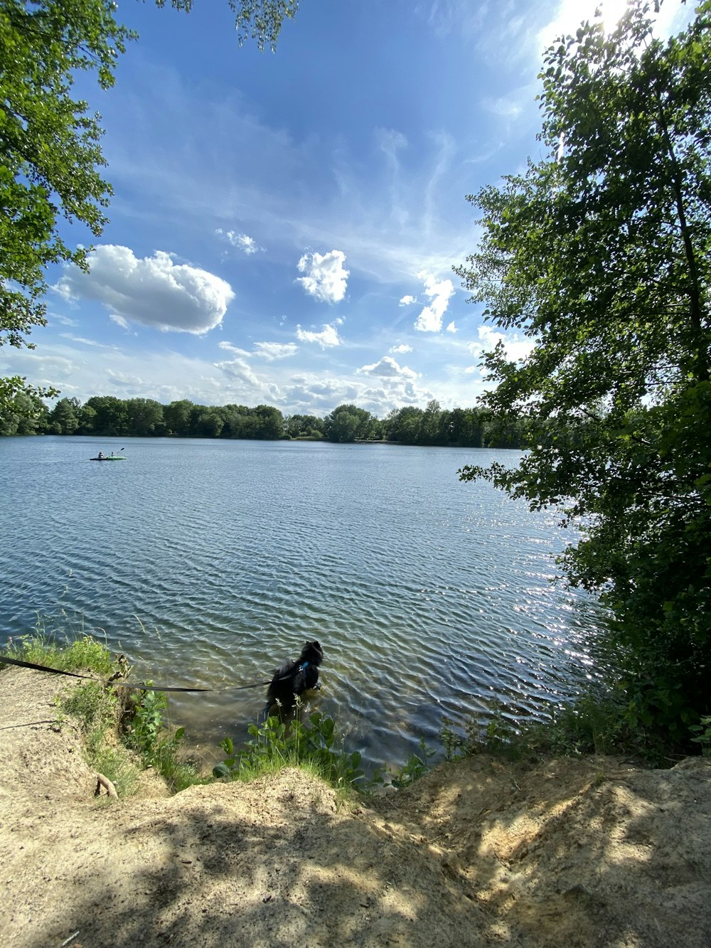 black labrador retriever on water during daytime