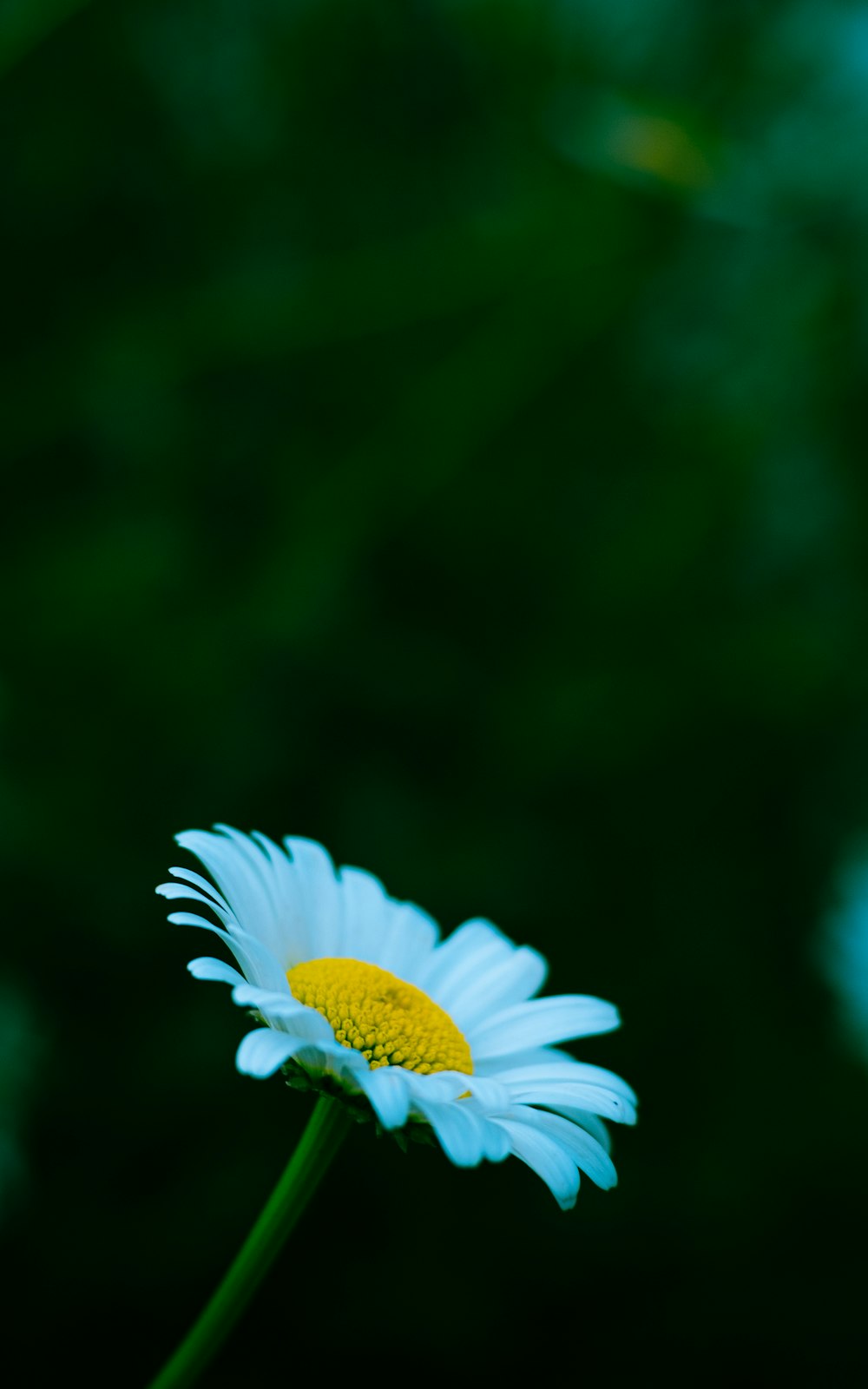 white daisy in bloom during daytime