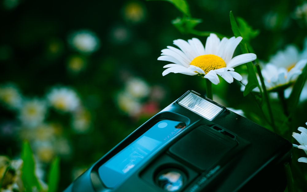 Weiße Gänseblümchenblume neben schwarzer Kamera