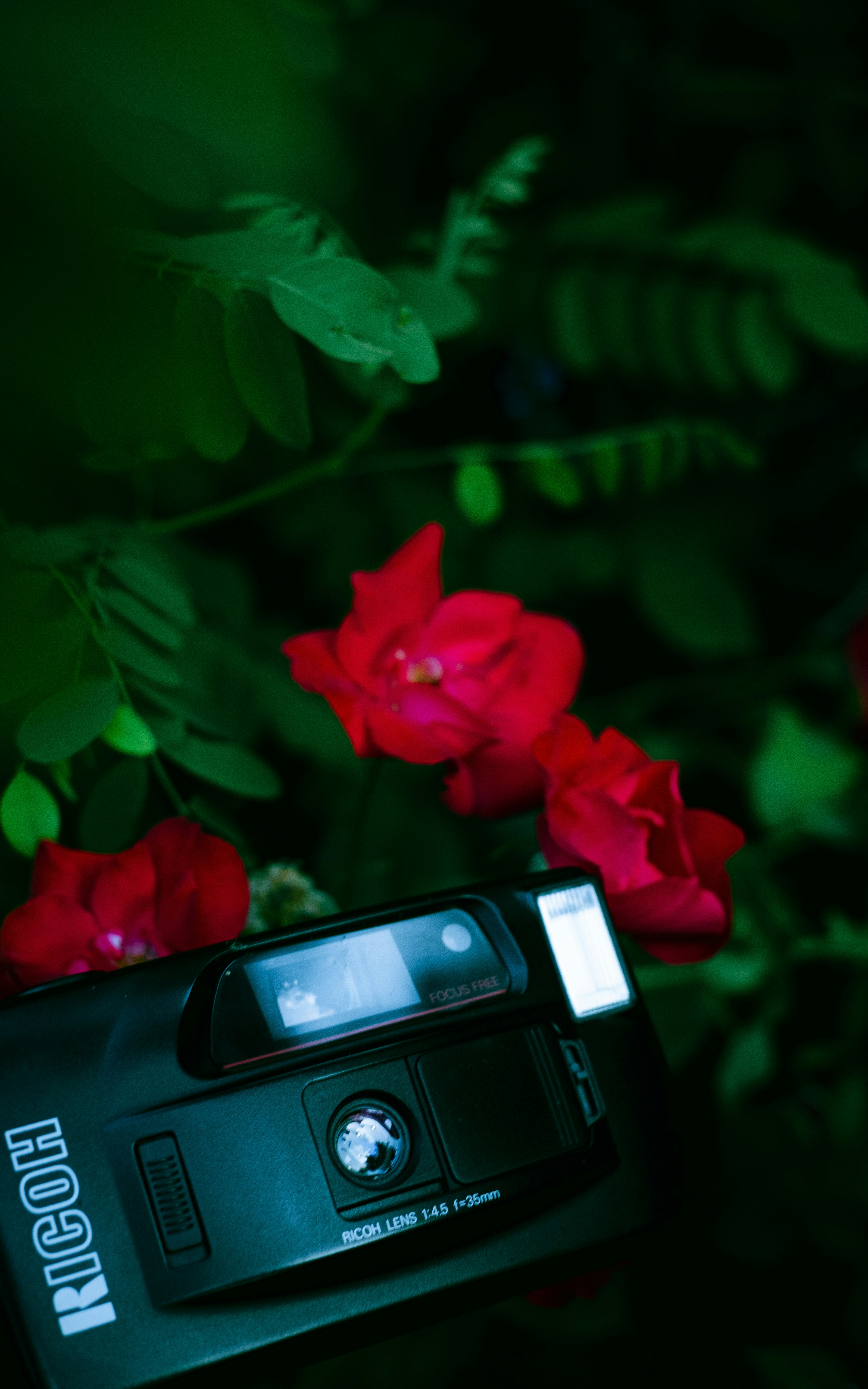 black and silver camera on red flower